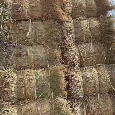 治沙稻草