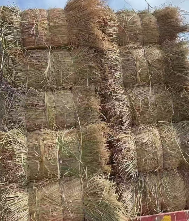 治沙稻草