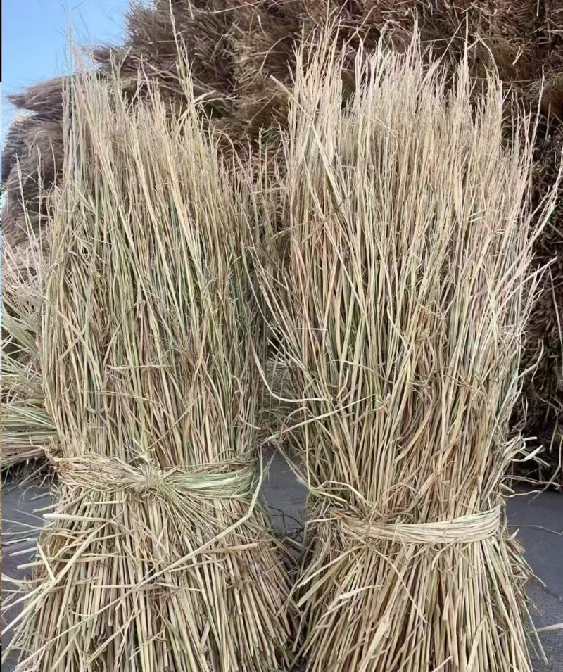 治沙稻草
