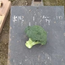 西兰花西兰花西兰花