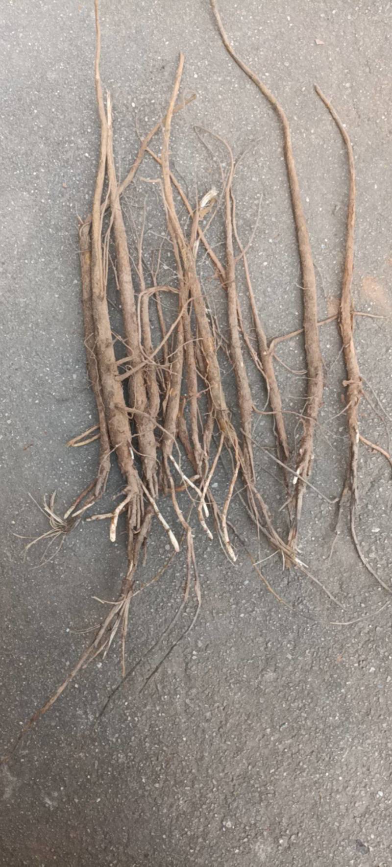 精选纯种高含量两年苦参苗