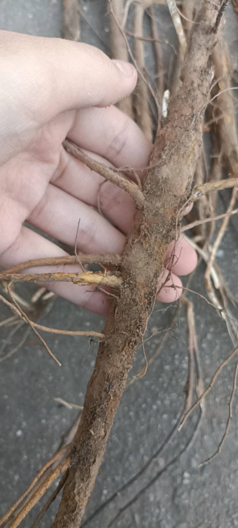 精选纯种高含量两年苦参苗