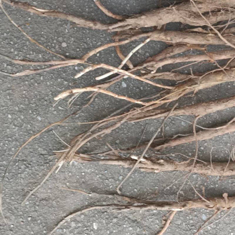 精选纯种高含量两年苦参苗