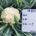 瑞雪80天青梗松花菜种子松散花椰菜中熟高产大田春秋花菜籽