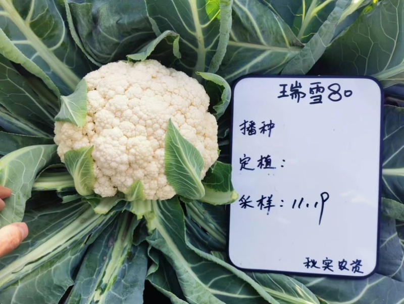 瑞雪80天青梗松花菜种子松散花椰菜中熟高产大田春秋花菜籽