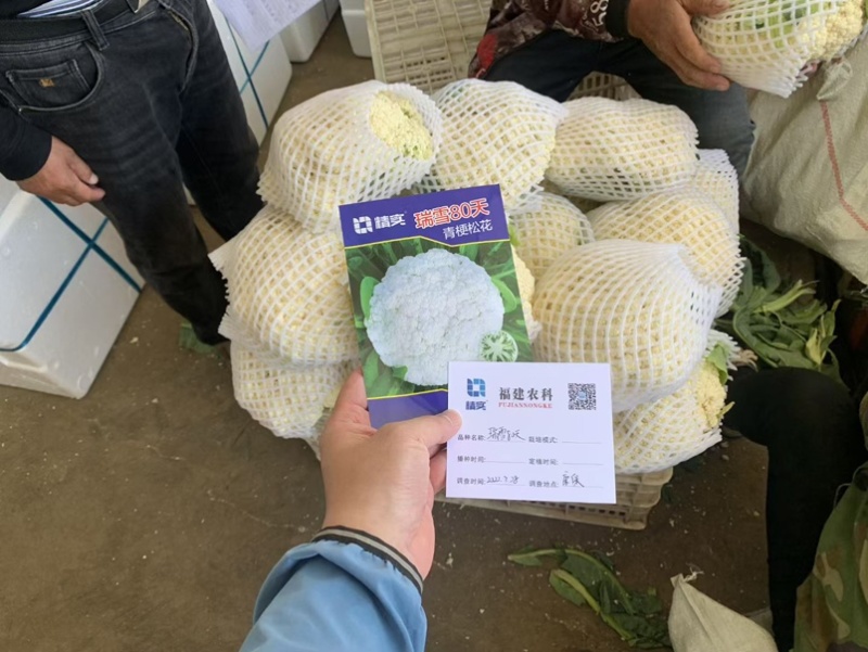 瑞雪80天青梗松花菜种子松散花椰菜中熟高产大田春秋花菜籽