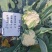 瑞雪80天青梗松花菜种子松散花椰菜中熟高产大田春秋花菜籽