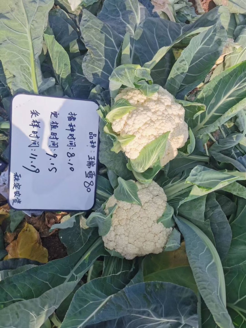 瑞雪80天青梗松花菜种子松散花椰菜中熟高产大田春秋花菜籽
