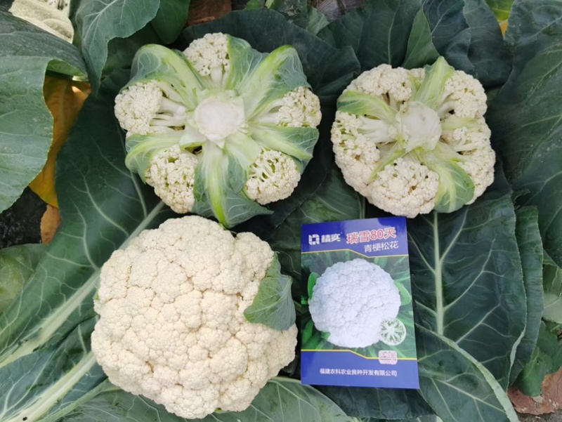 瑞雪80天青梗松花菜种子松散花椰菜中熟高产大田春秋花菜籽