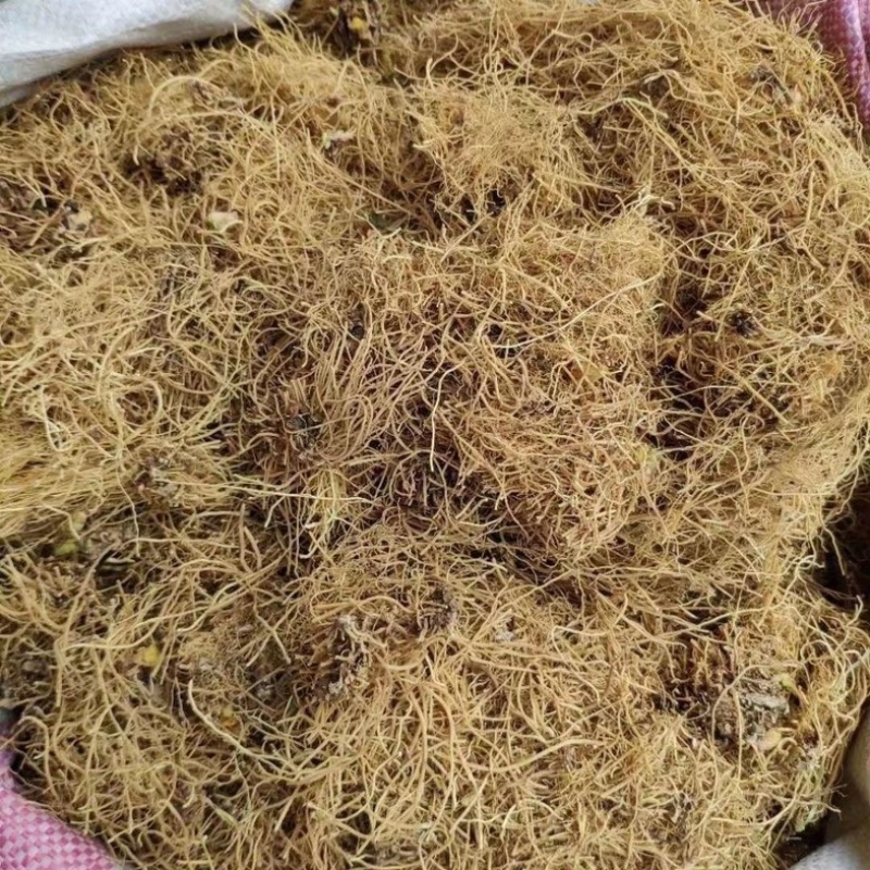 细辛正宗辽细辛中药材批发零售货真价实假一陪十