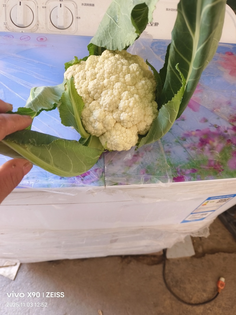菜花出手，随行就市，济南商河地区，今天11月3号