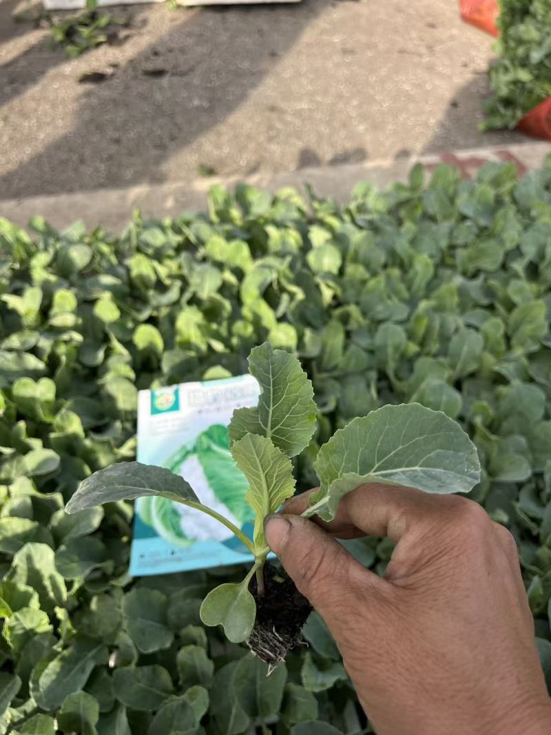 云南鸡窝白种苗量大从优基地直供一手货源