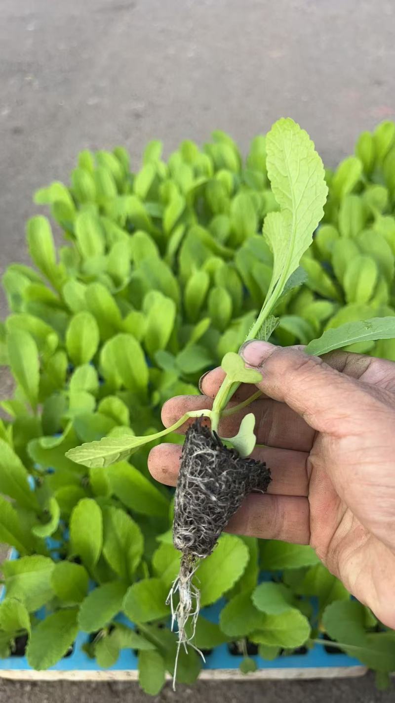 云南鸡窝白种苗量大从优基地直供一手货源