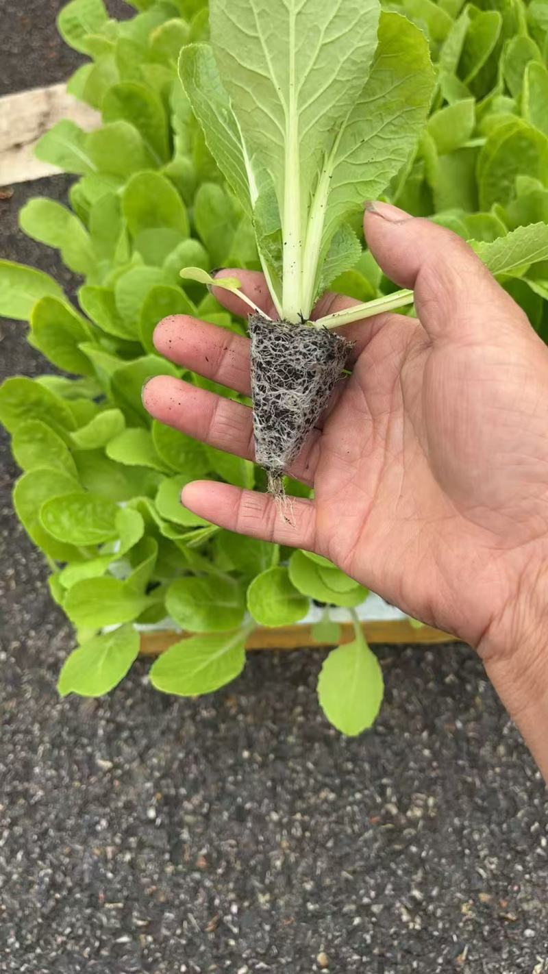 云南鸡窝白种苗量大从优基地直供一手货源
