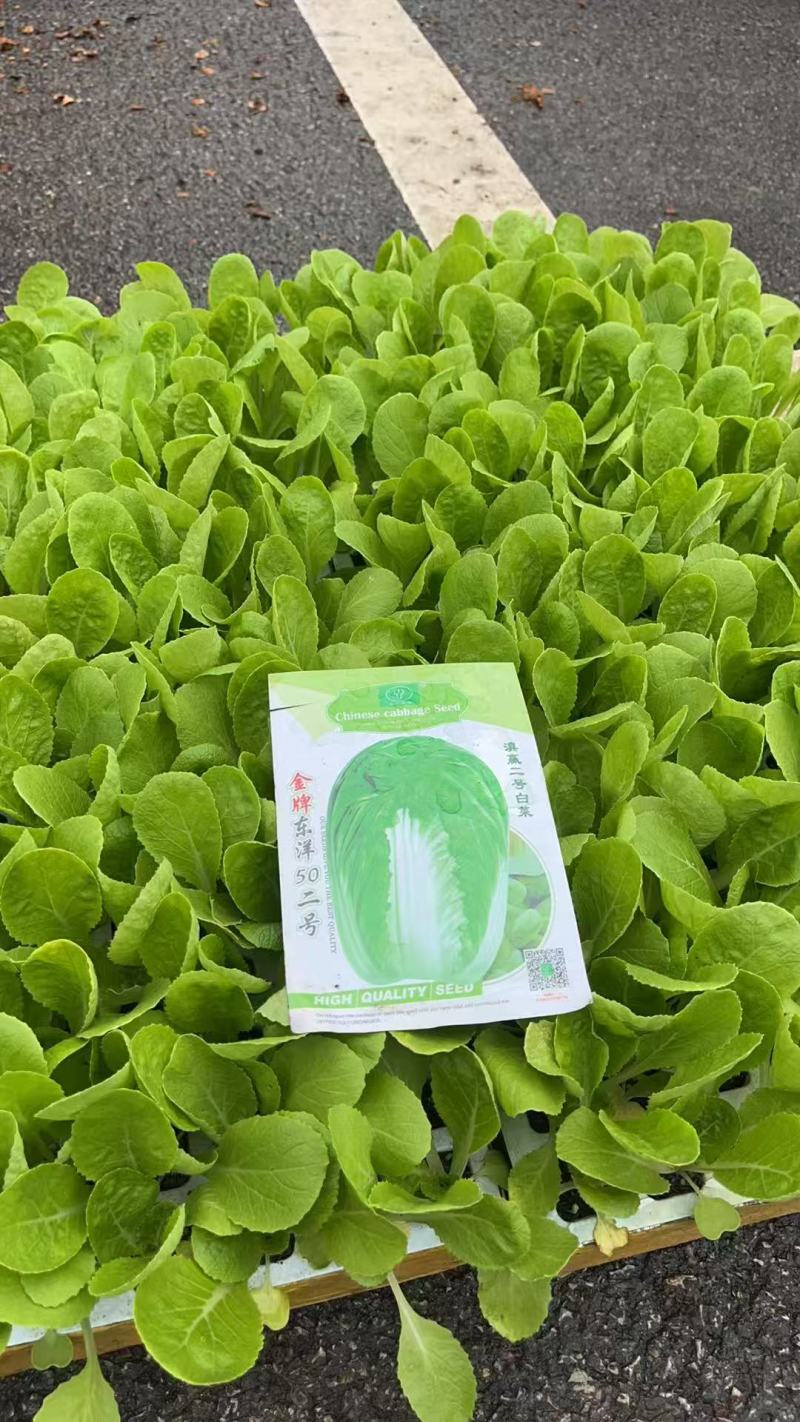云南鸡窝白种苗量大从优基地直供一手货源