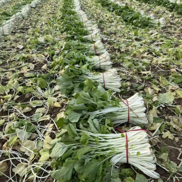 高杆白菜产地直发大量上市。可视频看货。量大。价格可议