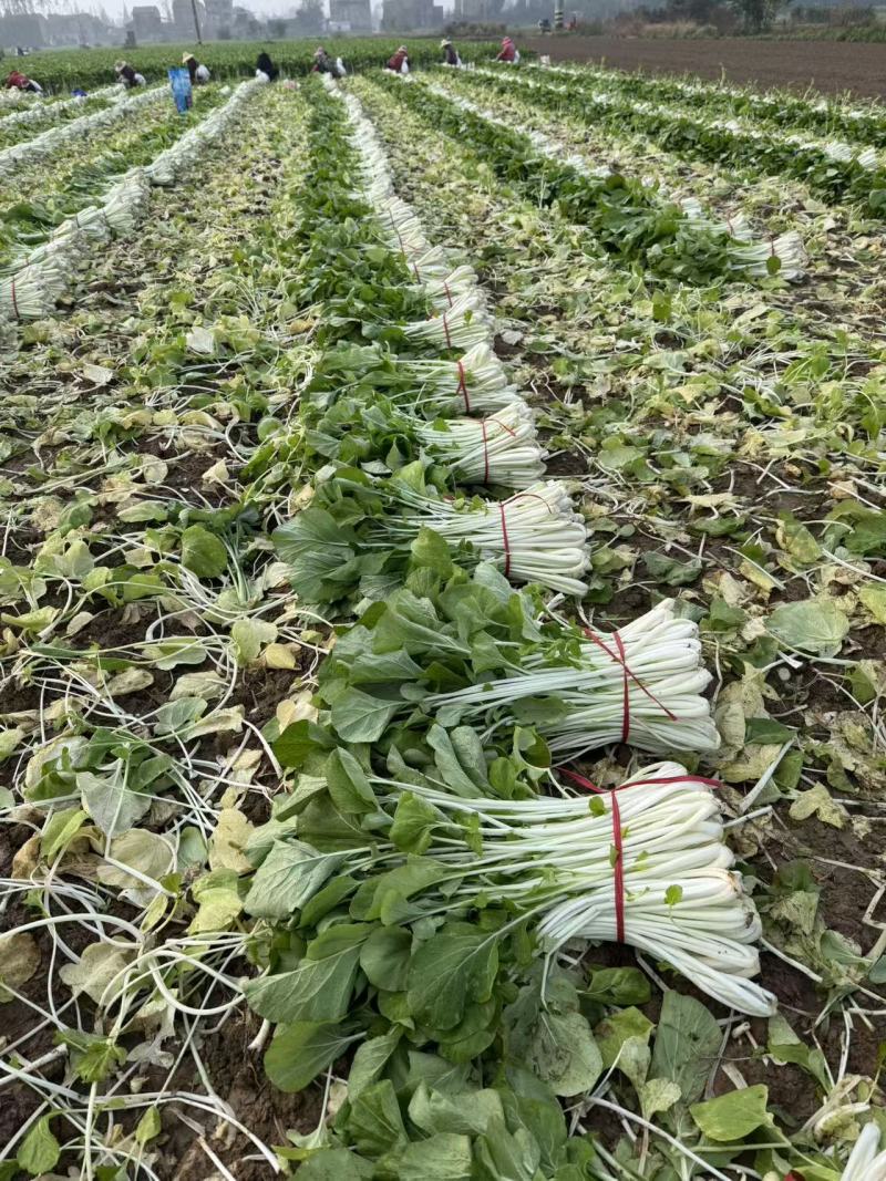 高杆白菜产地直发大量上市。可视频看货。量大。价格可议