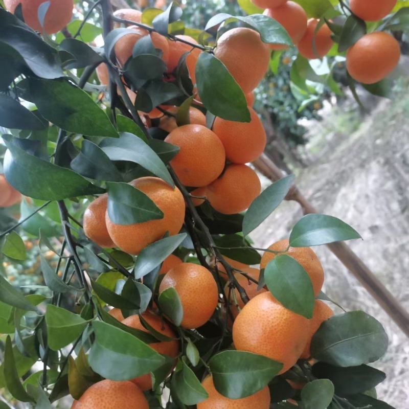 正宗广西百色西林砂糖橘