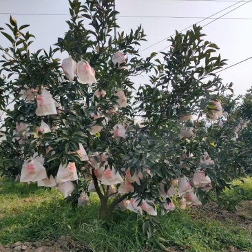 我们只做果农待办！欢迎老板来电商议***********