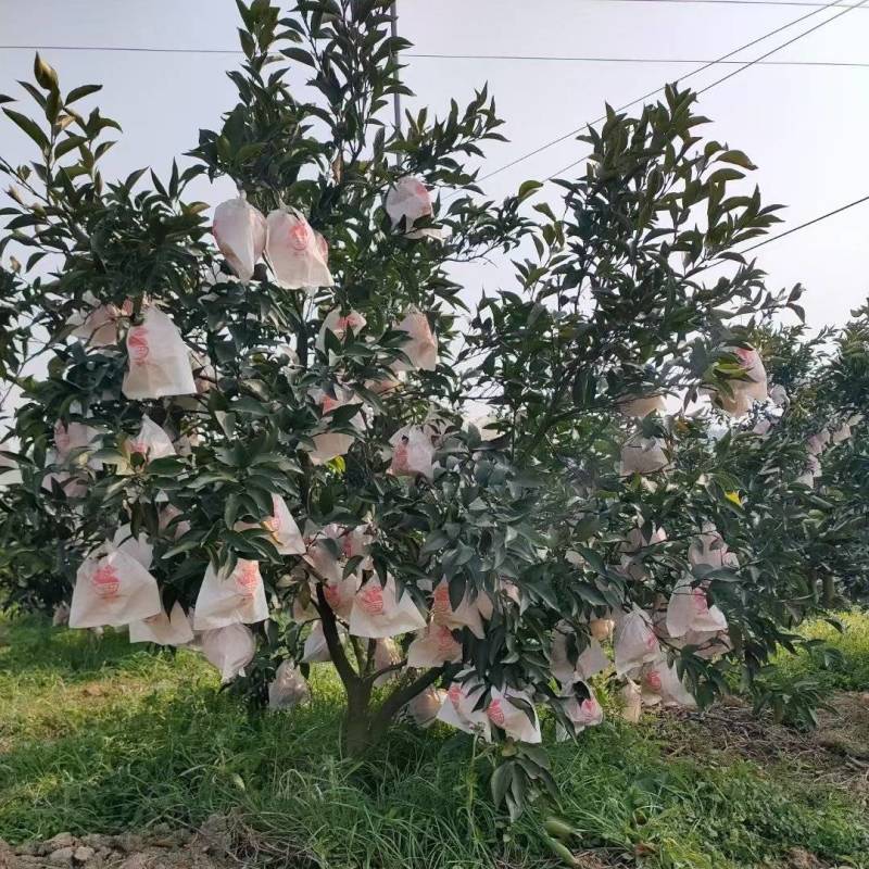 我们只做果农待办！欢迎老板来电商议***********