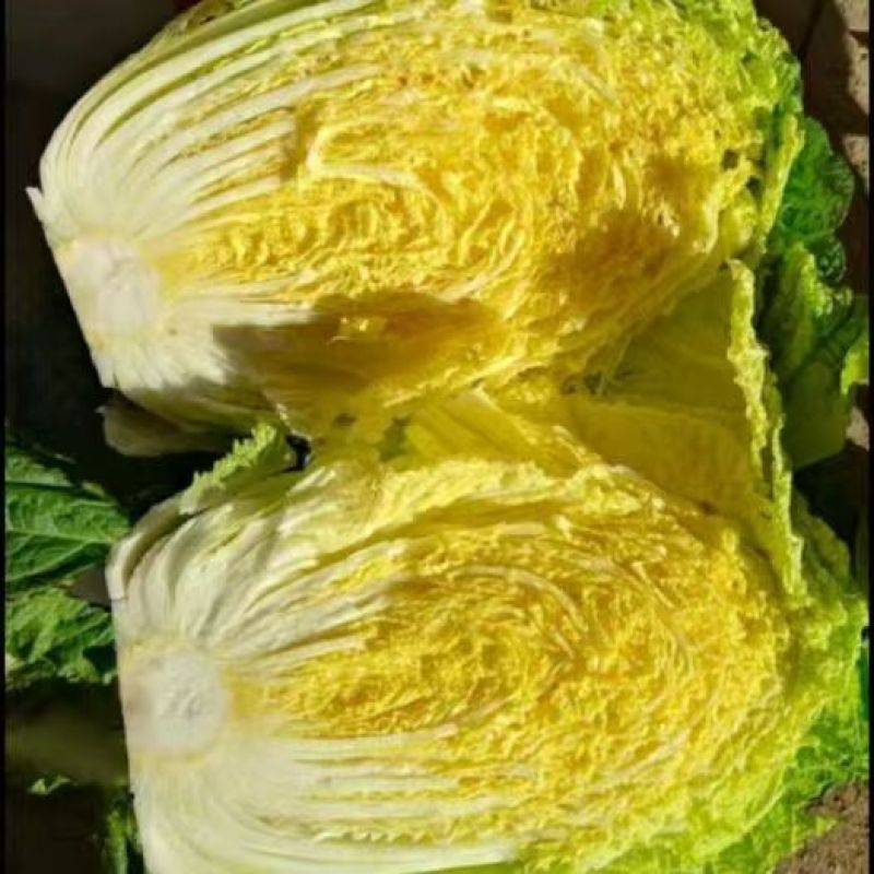 湖北精品黄心白菜产地直发量大价优欢迎随时电话联系