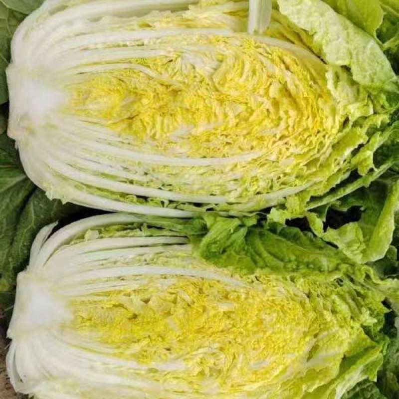 湖北精品黄心白菜产地直发量大价优欢迎随时电话联系