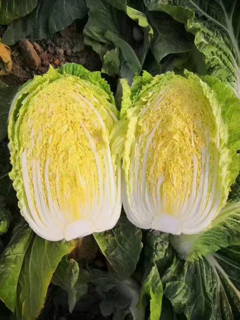 湖北精品黄心白菜产地直发量大价优欢迎随时电话联系
