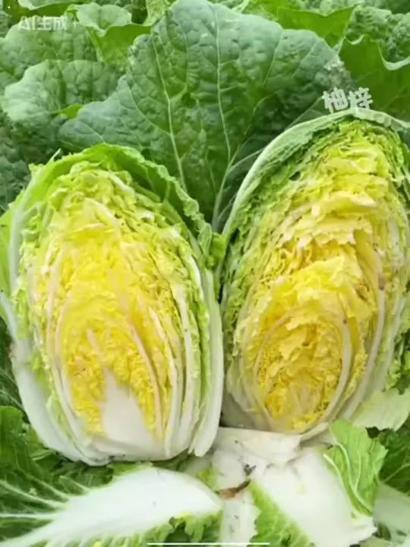 湖北精品黄心白菜产地直发量大价优欢迎随时电话联系