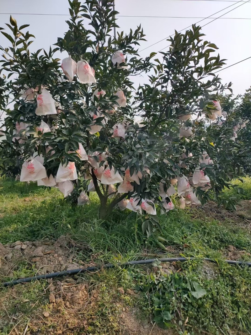 我们只做果农待办！欢迎老板来电商议***********