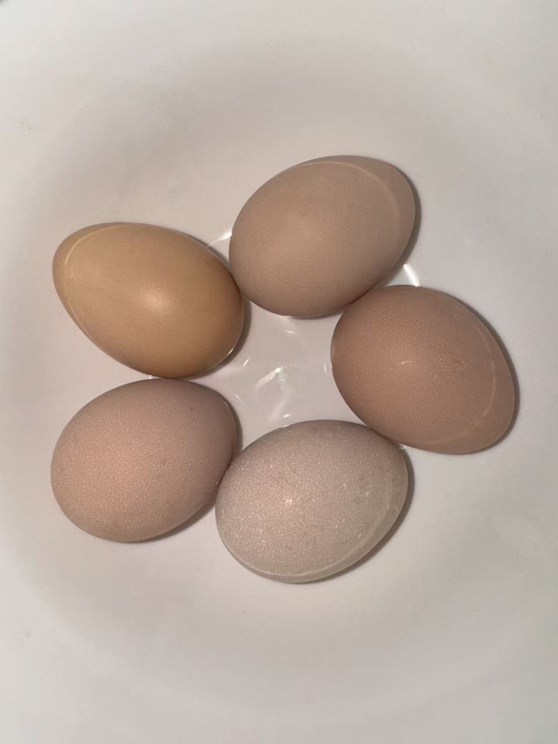 粉八双色蛋，13个左右一斤