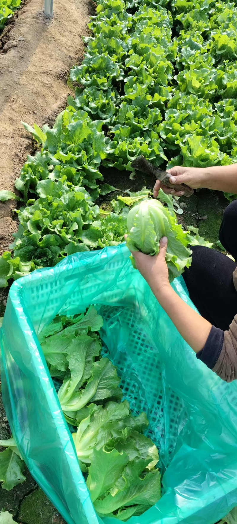 意大利生菜（温棚）供应各种电商，批发，量大