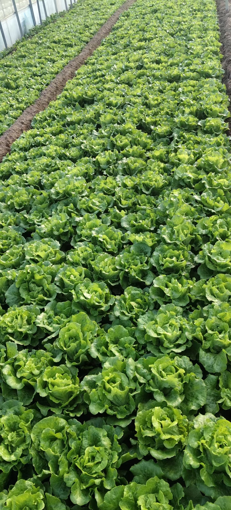 意大利生菜（温棚）供应各种电商，批发，量大