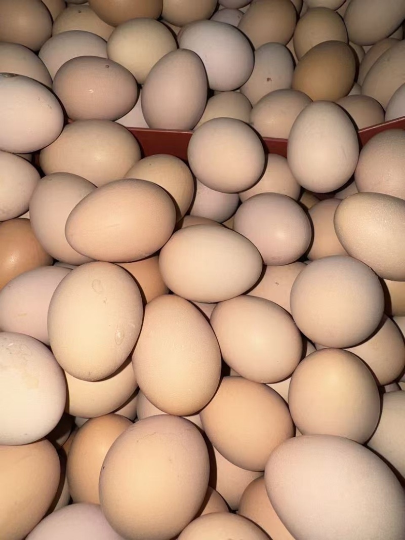 粉八双色蛋，13个左右一斤