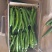 尖椒广东基地发货品质有保证老板协助装车发货快