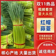 红帽蒜苔大量供应各种包装规格齐全欢迎来电咨询选购