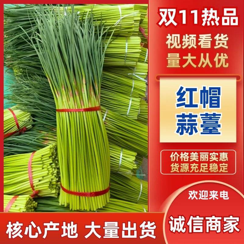 红帽蒜苔大量供应各种包装规格齐全欢迎来电咨询选购