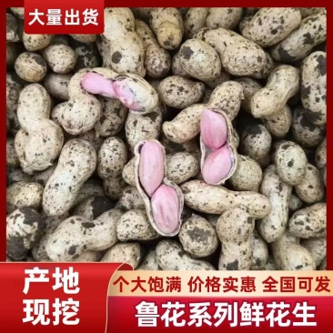 开封鲜花生供应全国平台市场，货源充足，品质保证，欢迎来电