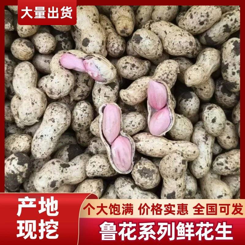 开封鲜花生供应全国平台市场，货源充足，品质保证，欢迎来电