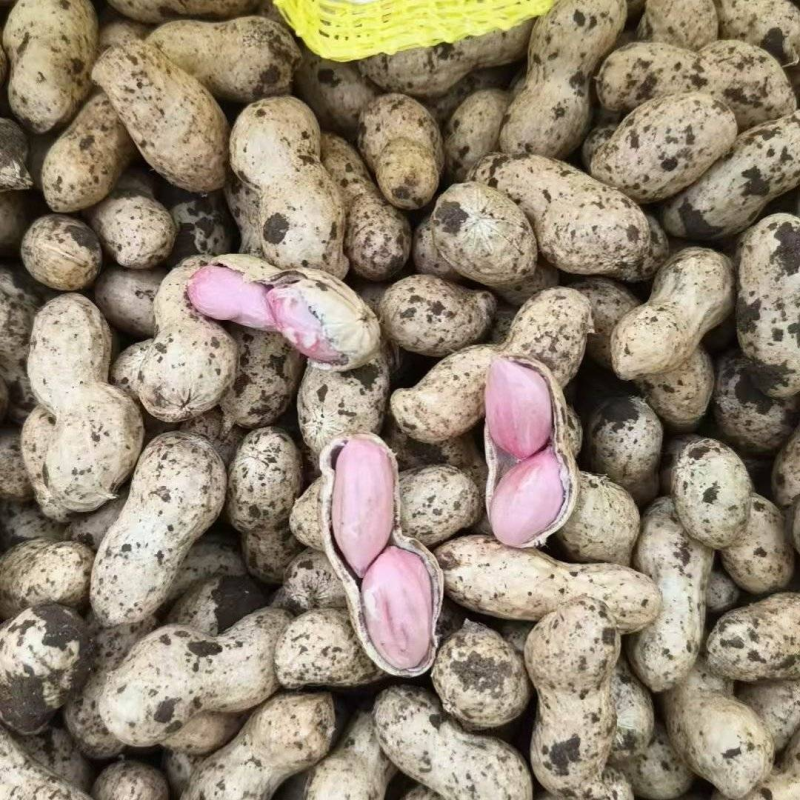 开封鲜花生供应全国平台市场，货源充足，品质保证，欢迎来电