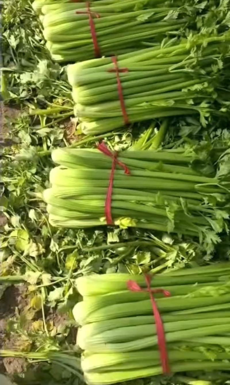 河南周口芹菜带叶西芹不带叶产地量大从优实力代发全国