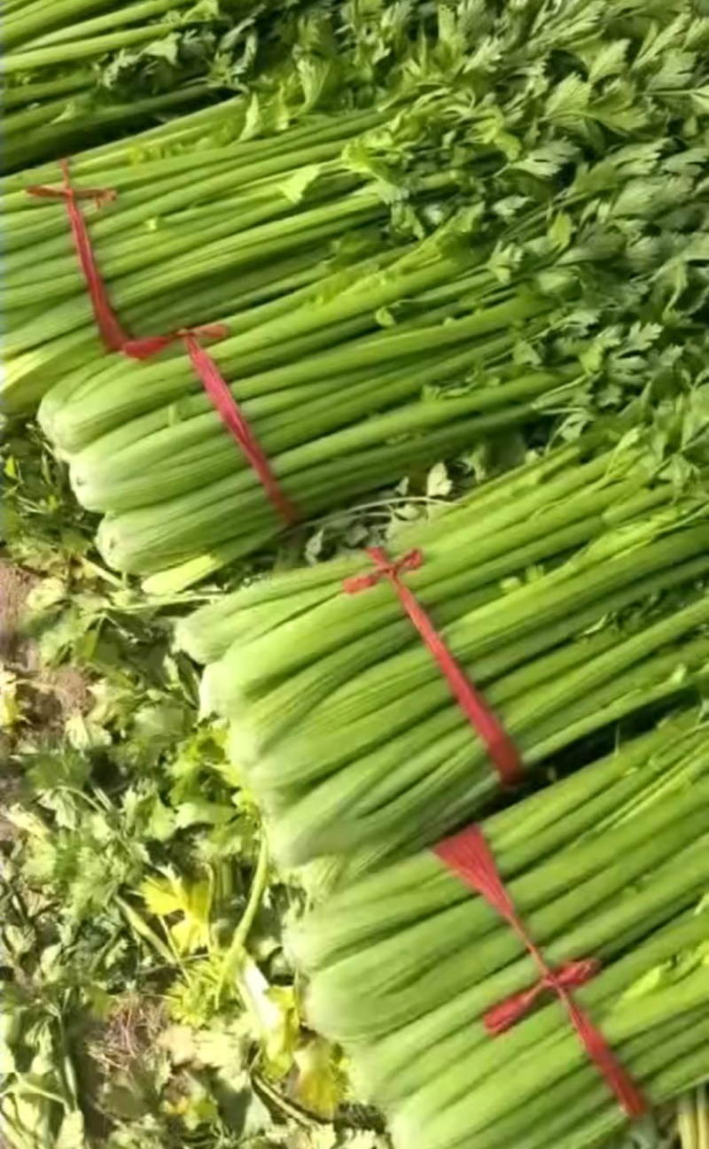 河南周口芹菜带叶西芹不带叶产地量大从优实力代发全国