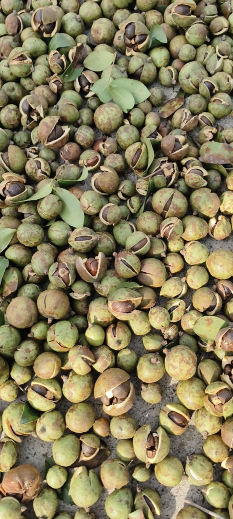 基地直发山茶油精选新货源价格美丽(可代办)量大优惠