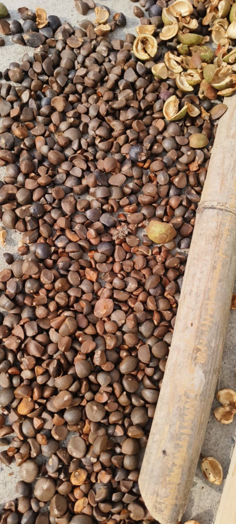 基地直发山茶油精选新货源价格美丽(可代办)量大优惠