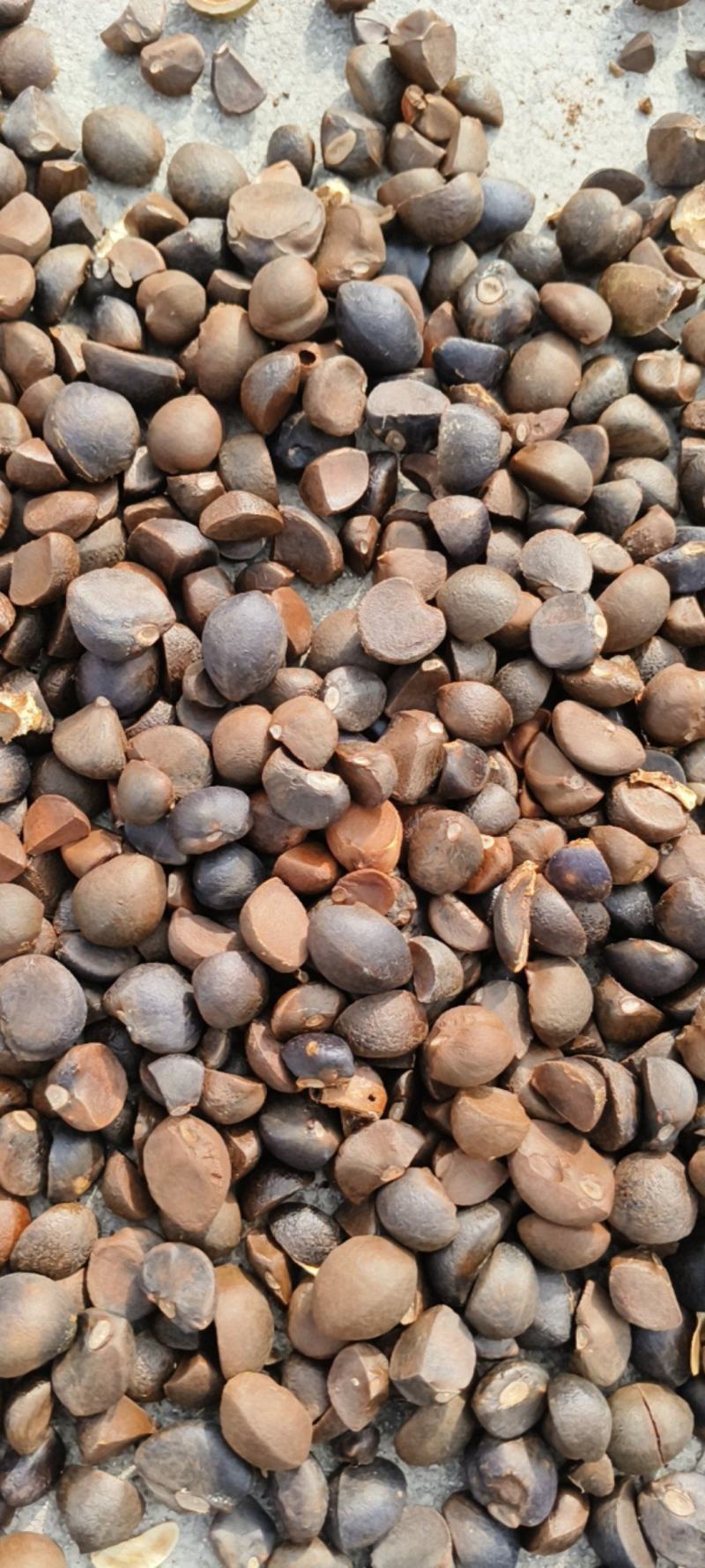 皖南山区高山山茶籽油茶籽出油率高保质保量对接全国