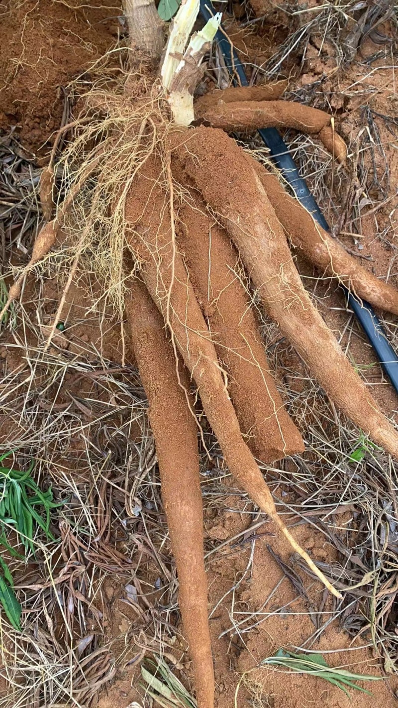 木薯华南9号桂热10号，产地直销，货源充足，欢迎选购