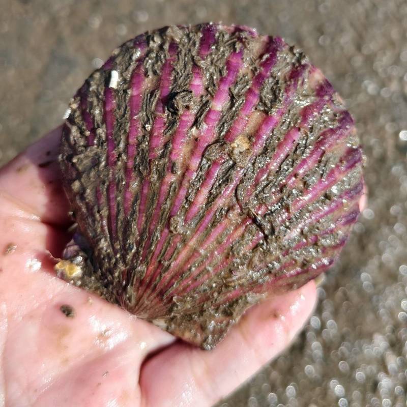 欢迎考察，渤海湾扇贝