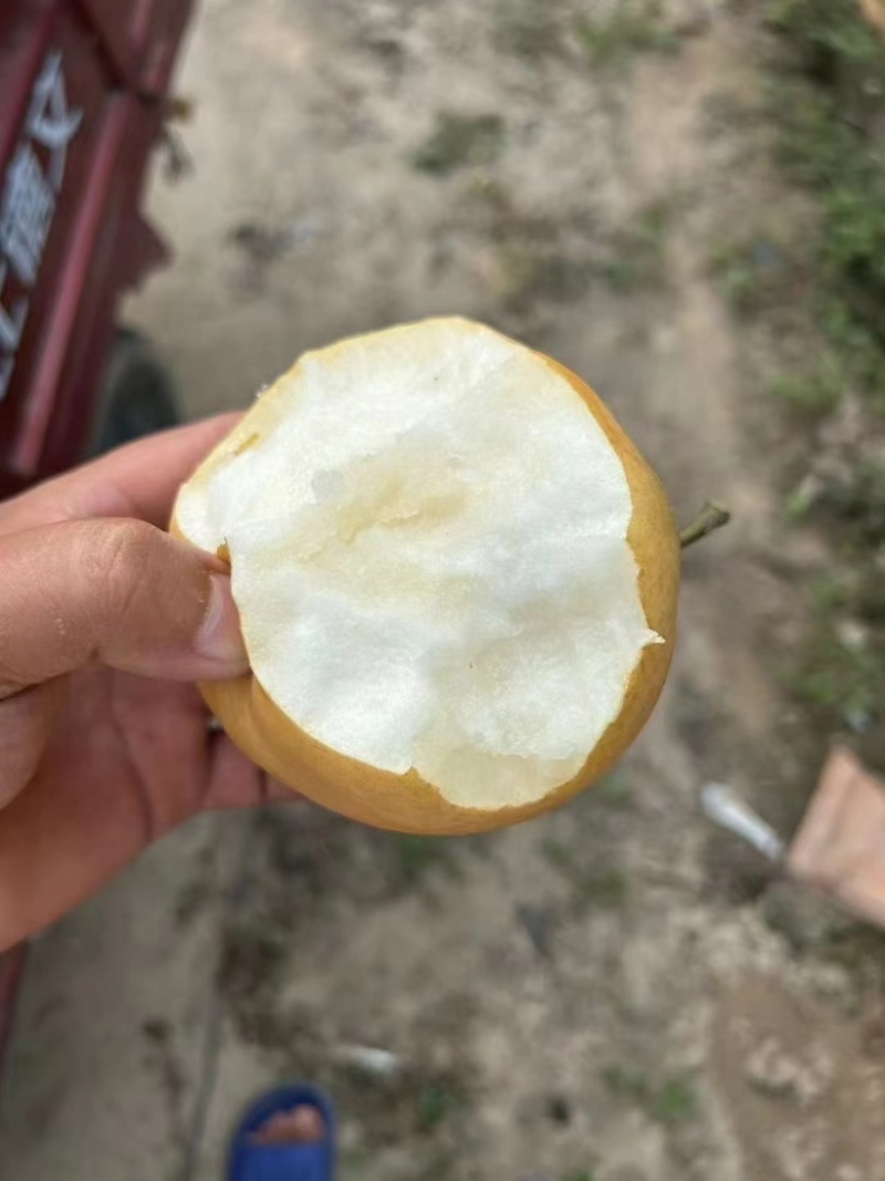 晚秋黄梨