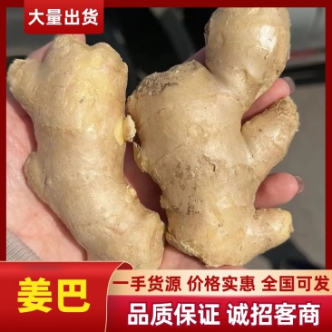 精品姜巴大黄姜小黄姜姜母沙土/水洗/风干姜按需加工