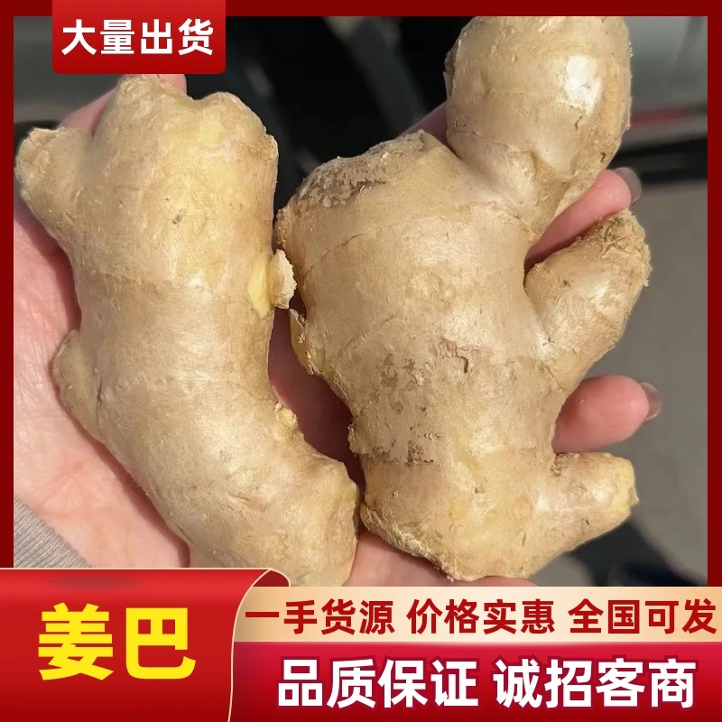 精品姜巴大黄姜小黄姜姜母沙土/水洗/风干姜按需加工