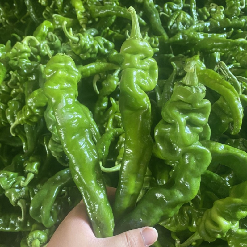螺丝椒陇椒大量有货全国对接质量保证欢迎进店